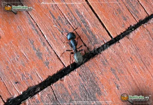 Black Carpenter Ant - photo 6