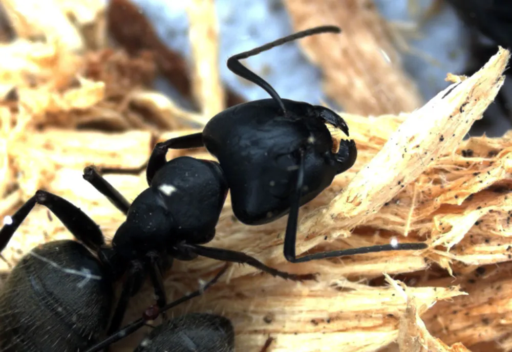 Black Carpenter Ant - photo 8
