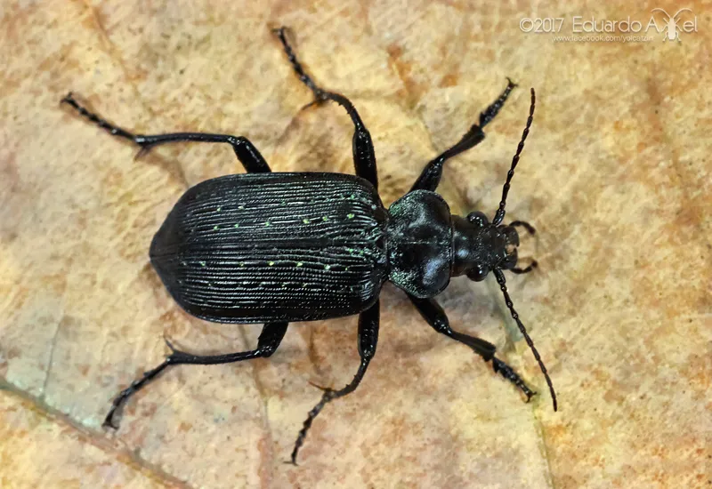 Black Caterpillar Hunter - photo 2
