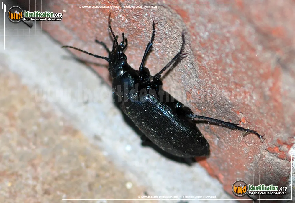 Black Caterpillar Hunter - photo 3