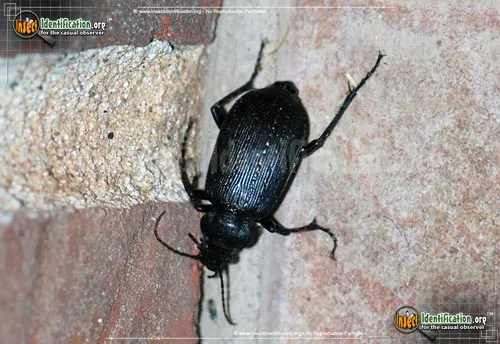 Black Caterpillar Hunter - photo 5