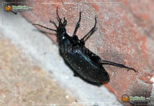 Black Caterpillar Hunter - photo 6