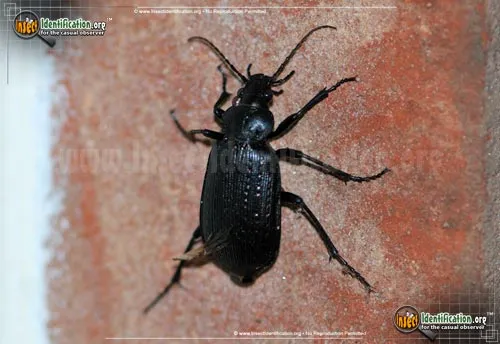 Black Caterpillar Hunter - photo 7
