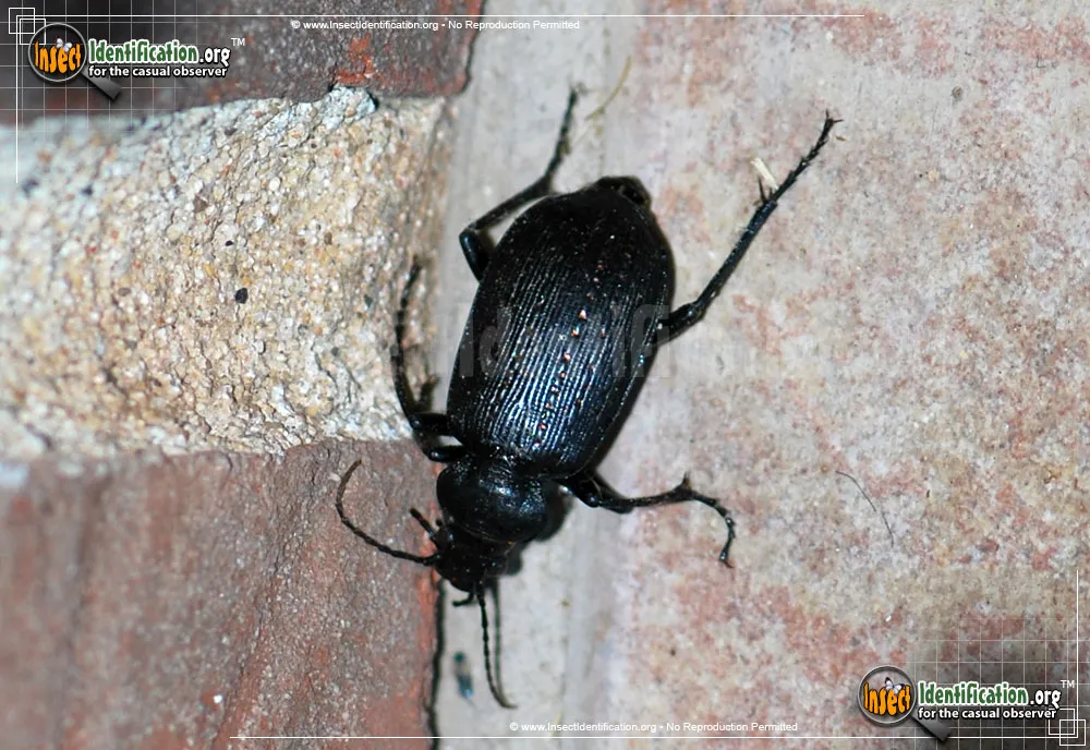 Black Caterpillar Hunter - photo 8