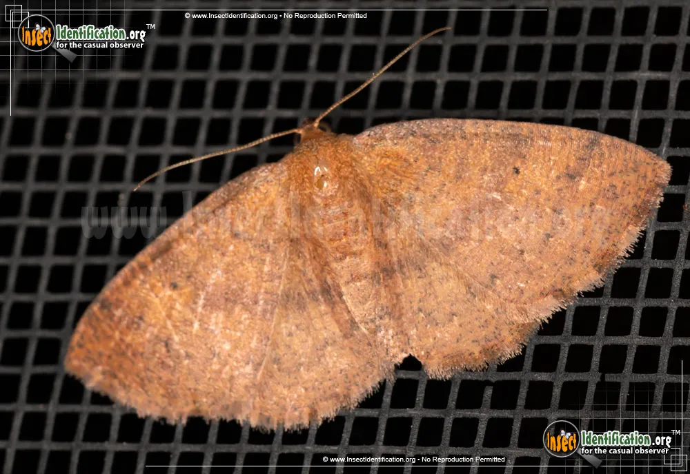 Black-dotted Ruddy Moth - Ilexia intractata