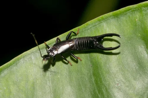 Black Earwig
