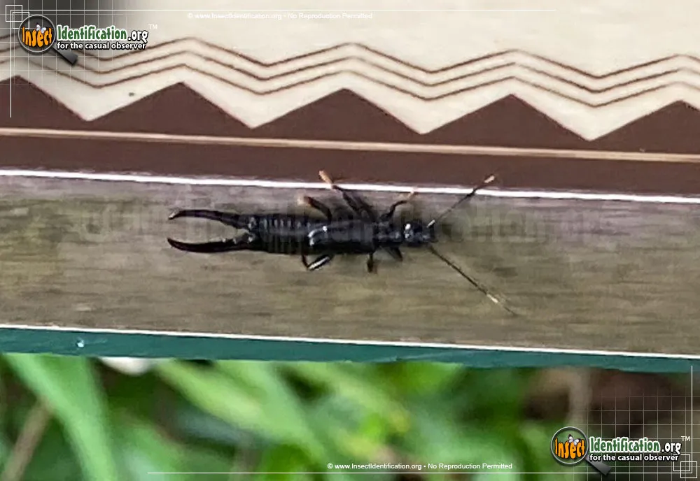 Black Earwig - photo 4