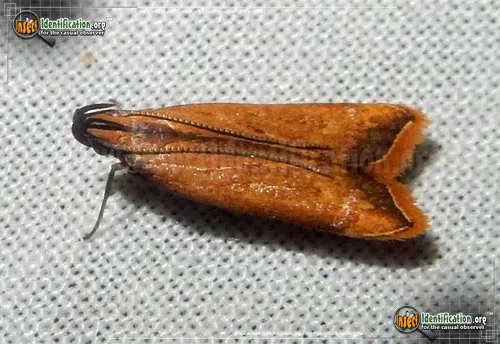 Black-edged Dichomeris Moth - photo 2