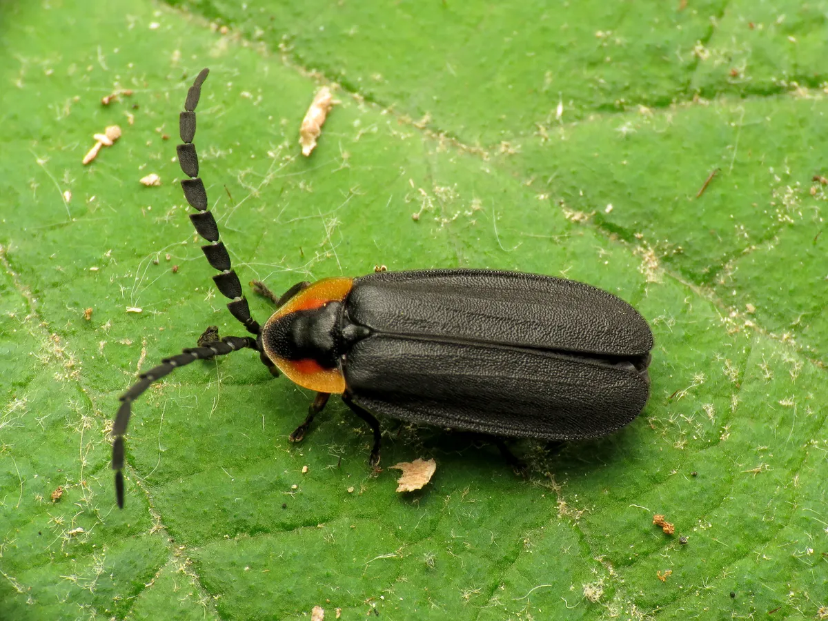 Black Firefly - photo 3