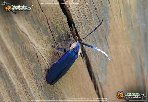Black Firefly - photo 5