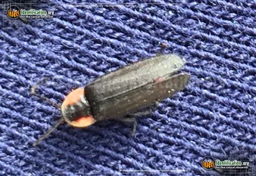 Black Firefly - photo 6