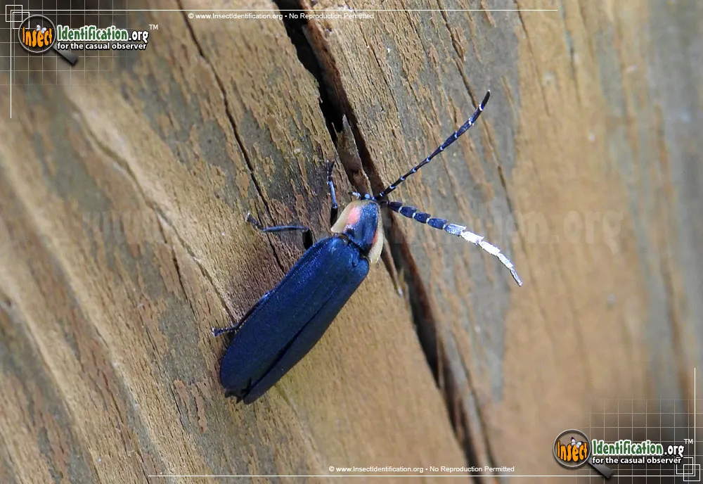 Black Firefly - photo 7