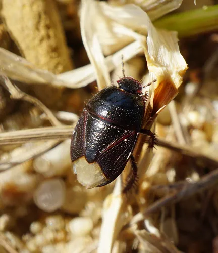 Black Ground Bug - Microporus nigrita