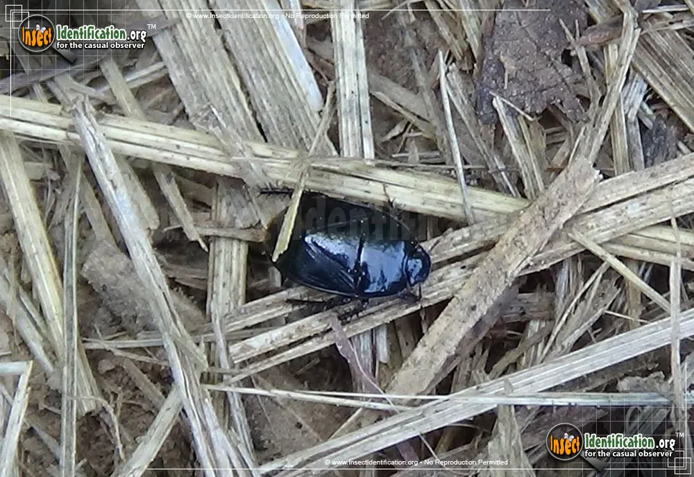 Black Ground Bug - photo 3
