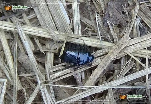 Black Ground Bug - photo 4