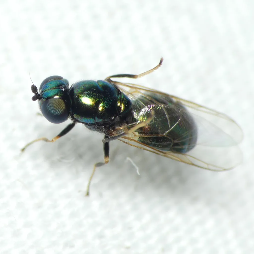 Black-horned Gem Fly - photo 2