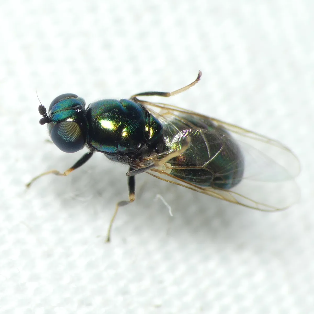 Black-horned Gem Fly - photo 3