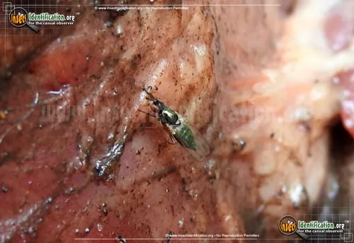 Black-horned Gem Fly - photo 5