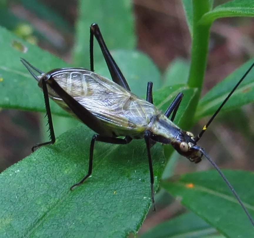 Black-horned Tree Cricket - photo 3