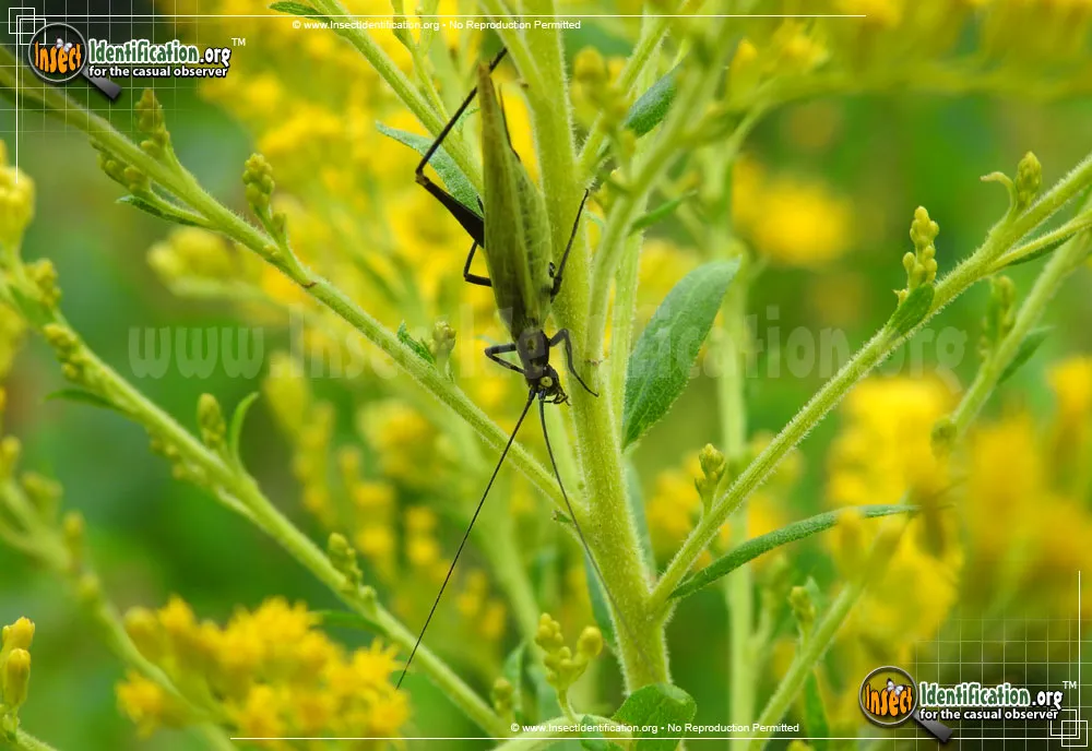 Black-horned Tree Cricket - photo 4