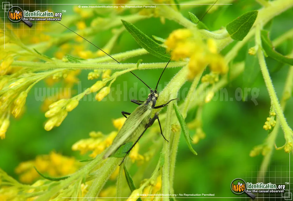 Black-horned Tree Cricket - photo 5