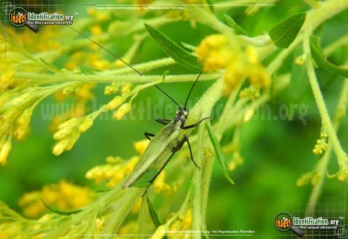 Black-horned Tree Cricket - photo 6