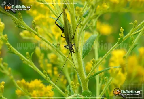 Black-horned Tree Cricket - photo 7