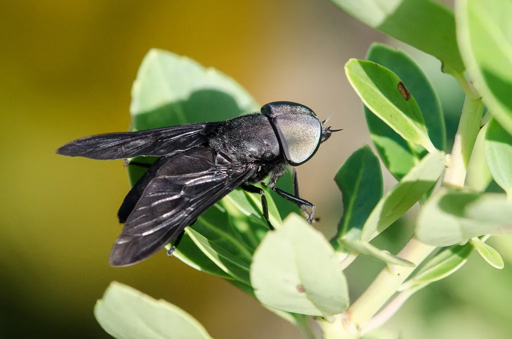 Black Horse Fly - photo 2
