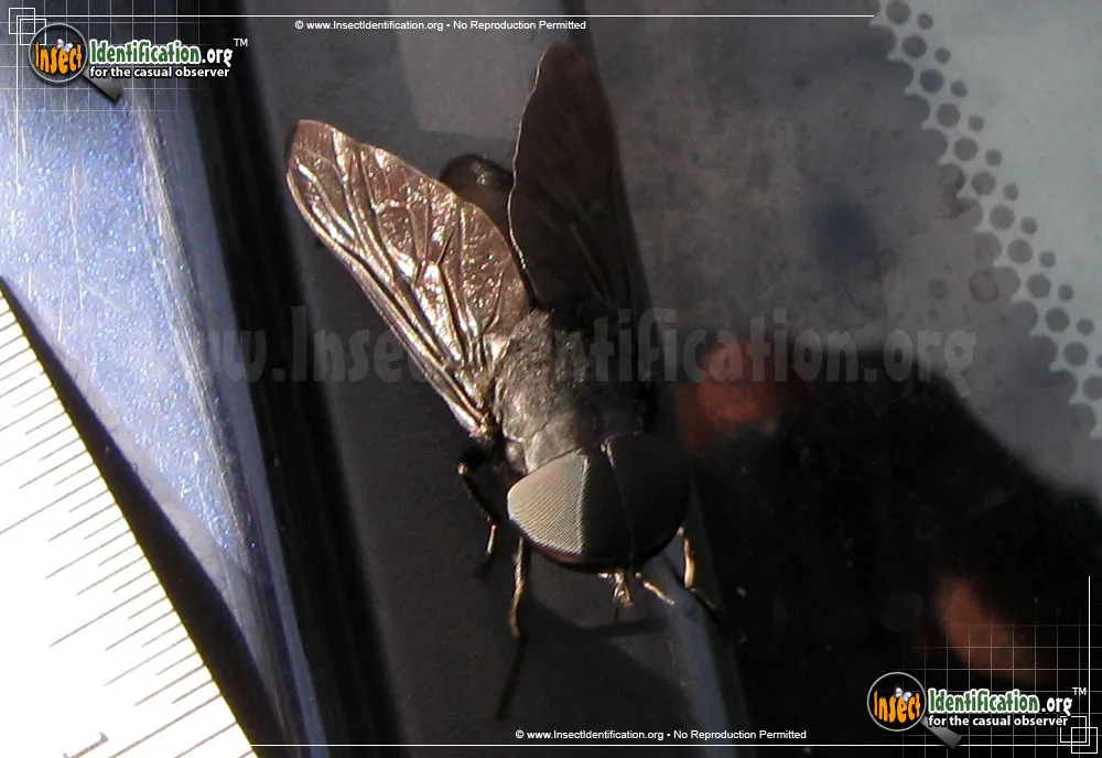 Black Horse Fly - photo 4