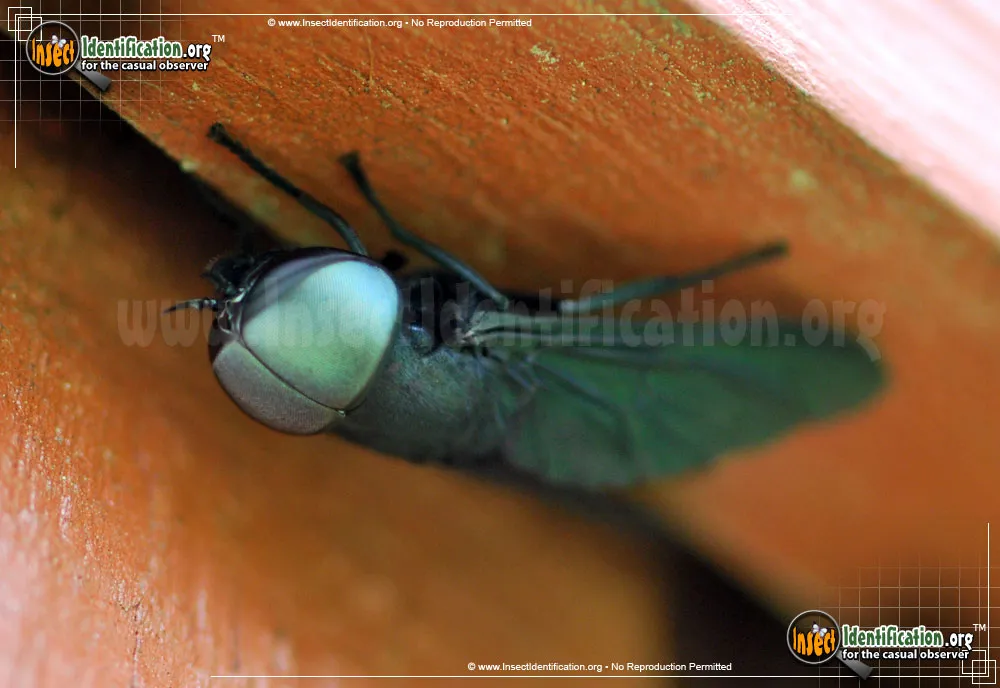 Black Horse Fly - photo 5