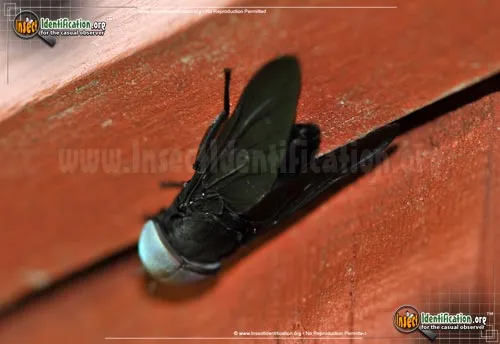 Black Horse Fly - photo 6