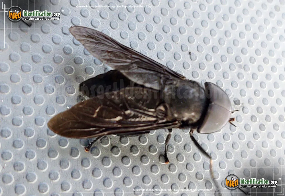 Black Horse Fly - photo 7