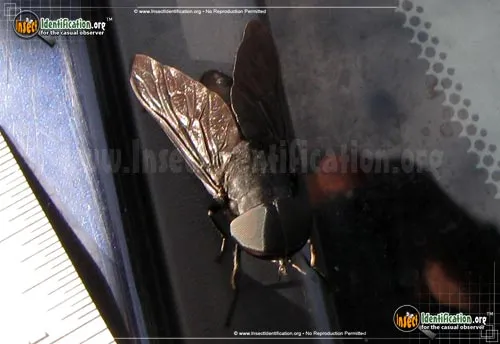 Black Horse Fly - photo 8