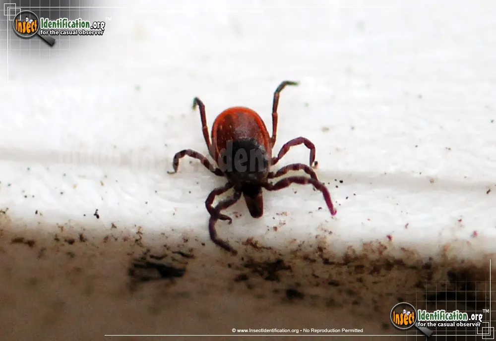 Black-legged Tick