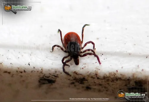 Black-legged Tick - photo 2