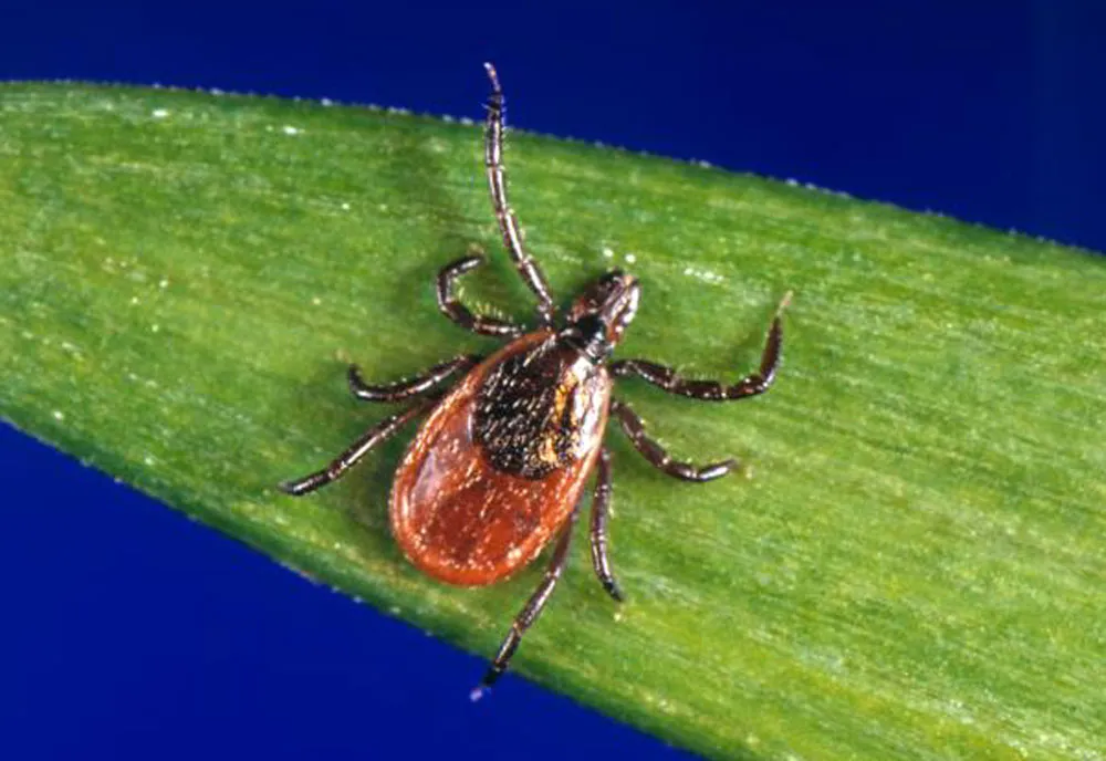 Black-legged Tick - photo 3
