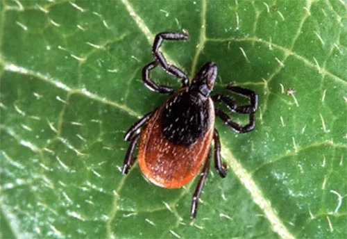 Black-legged Tick - photo 6