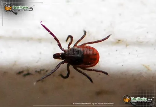 Black-legged Tick - photo 8