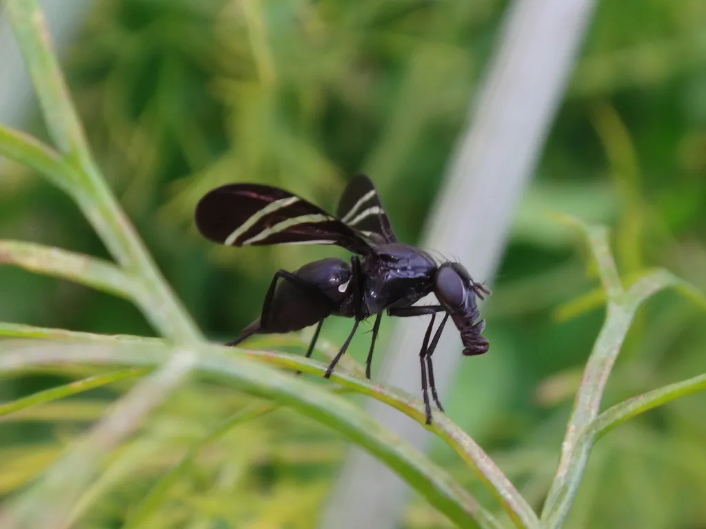 Black Onion Fly - photo 2