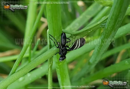 Black Onion Fly - photo 4