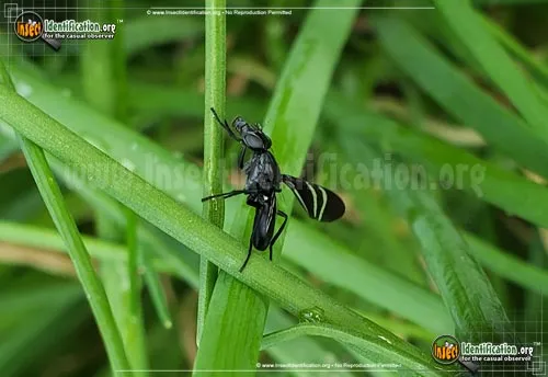 Black Onion Fly - photo 5