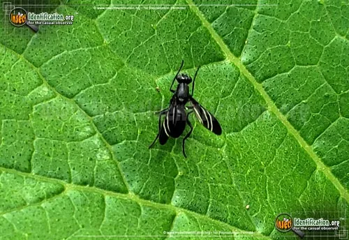 Black Onion Fly - photo 6