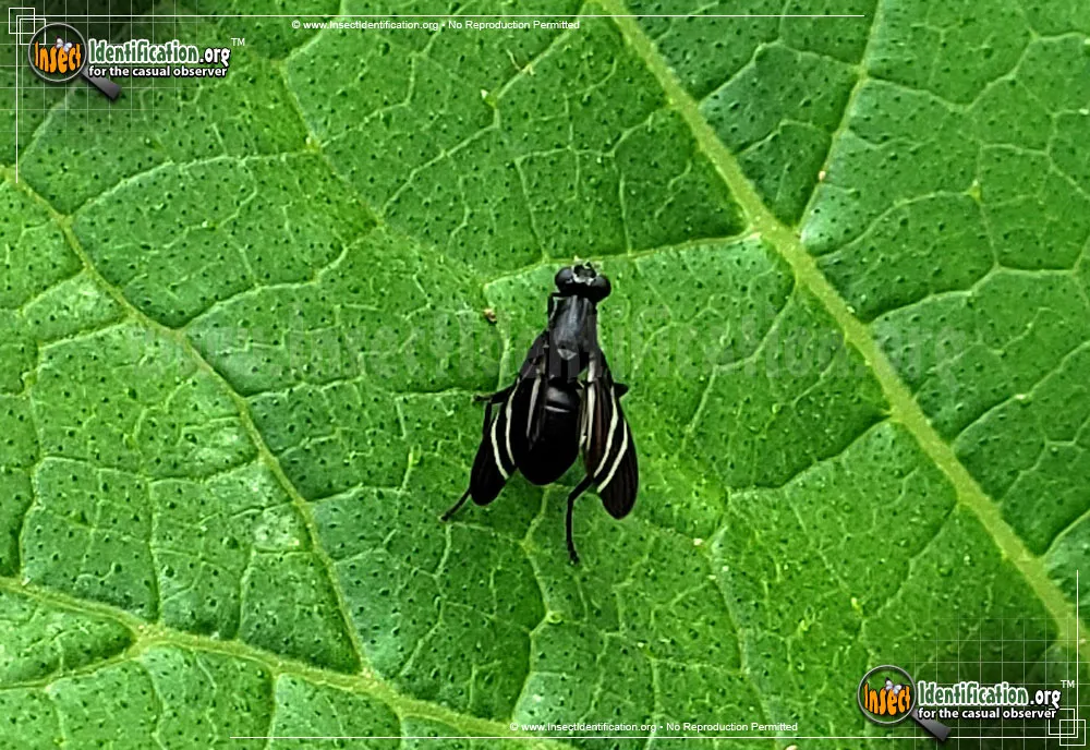 Black Onion Fly - photo 8