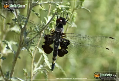 Black Saddlebags Skimmer - photo 2