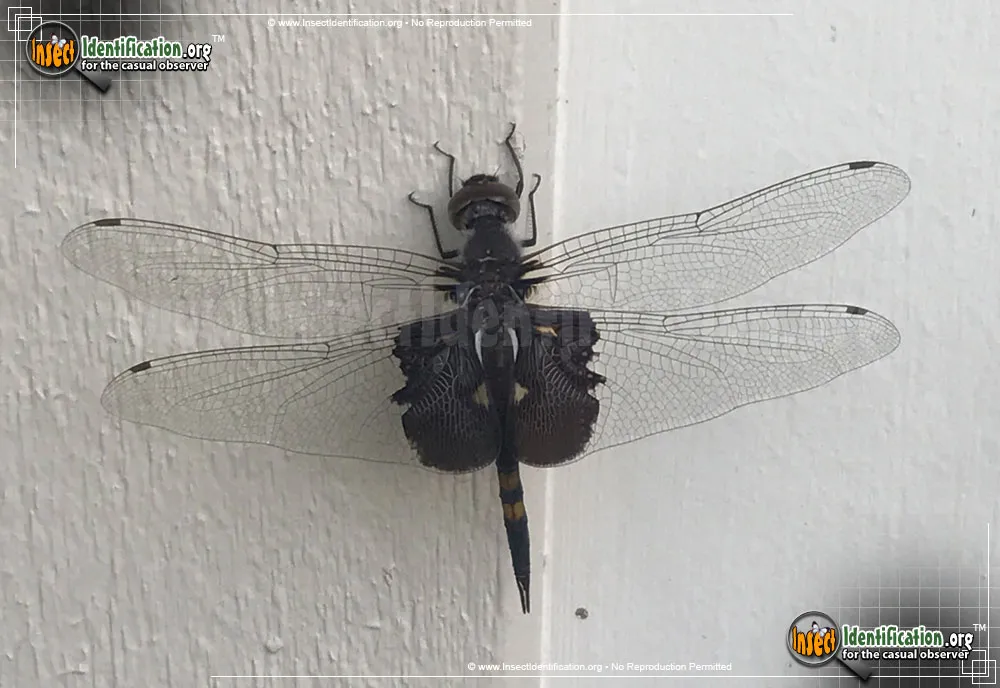Black Saddlebags Skimmer - photo 3