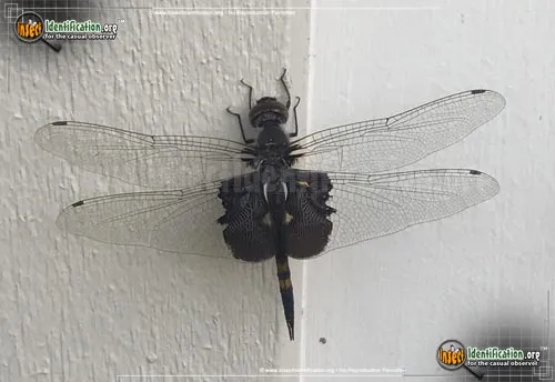 Black Saddlebags Skimmer - photo 4