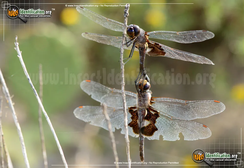 Black Saddlebags Skimmer - photo 5