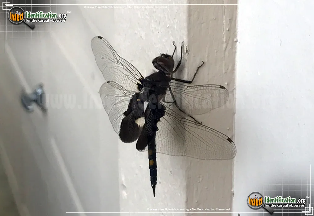 Black Saddlebags Skimmer - photo 7