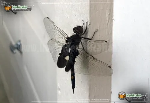 Black Saddlebags Skimmer - photo 8