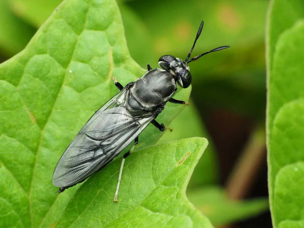 Black Soldier Fly - photo 2